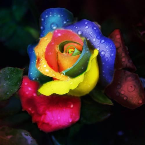 彩色玫瑰