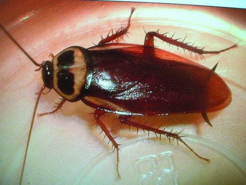 广东地区臭虫,蟑螂多,快递到北方能活成吗?