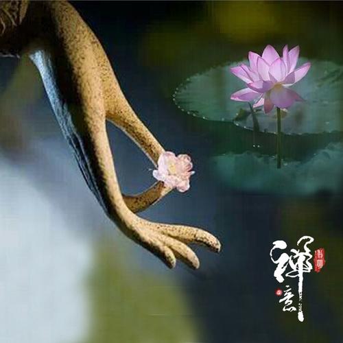 莲花禅意