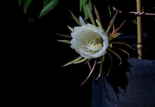 "昙花一现"究竟多久?他们帮你拍下来了!(内含独家视频