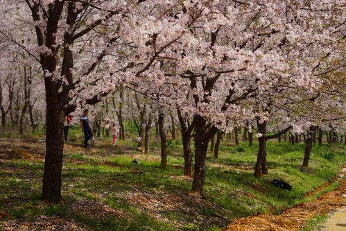 平坝农场的樱花