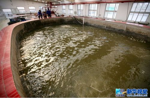 4月26日,天津市换新水产良种场技术人员查看孵化池内亲鱼的产卵情况