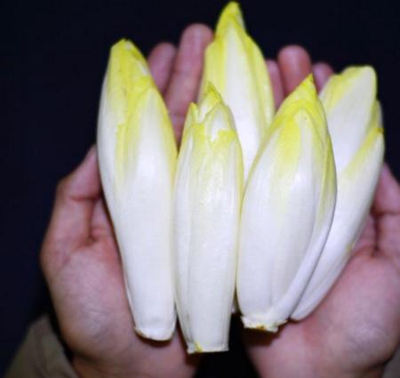 农村种植洋白菜——金玉兰,每斤能卖5块钱!