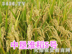 中垦淮稻5号