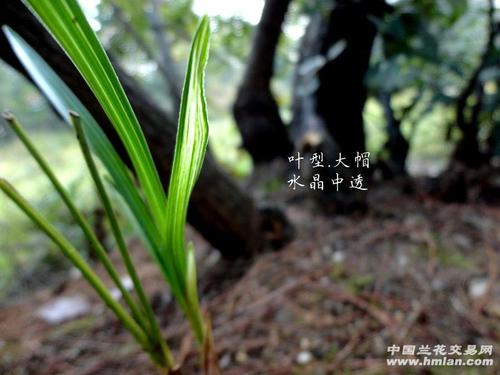 春兰【 叶型草】【大帽 水晶中透】△ - 中国兰花交易网