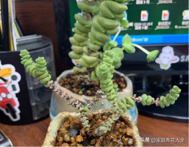 新手养钱串总是会干枯4个错误得改正蹭蹭爆侧芽