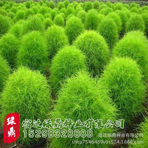 绿地肤