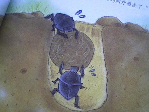 西绪福斯蜣螂简笔画