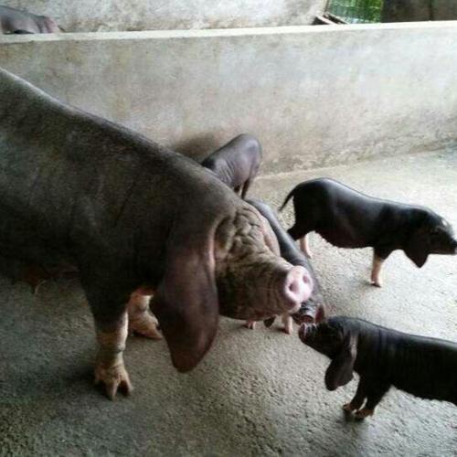 梅山猪简介及图片大全