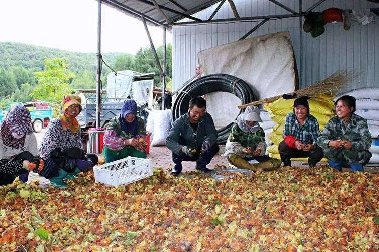 【基层资讯】延寿:种下榛子树,敲开致富门_手机搜狐网