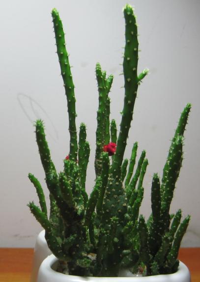 这是什么品种的仙人掌,最高能长到几厘米?