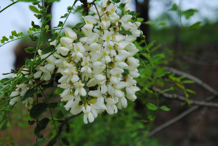 杨槐树花