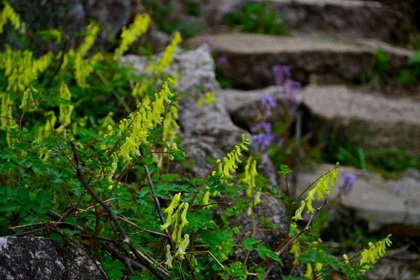 黄堇怎么使用,主要功效有那些,使用方式有什么?