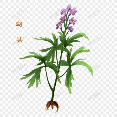 卡通草药乌头插图