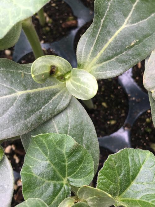 嫁接西瓜苗出现子叶烂