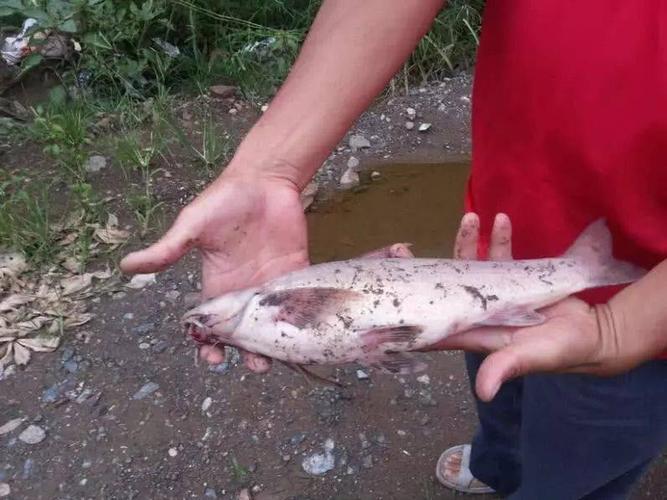 金沙江里钓上来的鱼,沿岸的乡亲形象的称它为"胡子鱼"