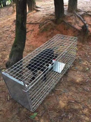 抓狗全自动捕狗笼抓猫笼养殖救助狗猫通用抓捕笼子