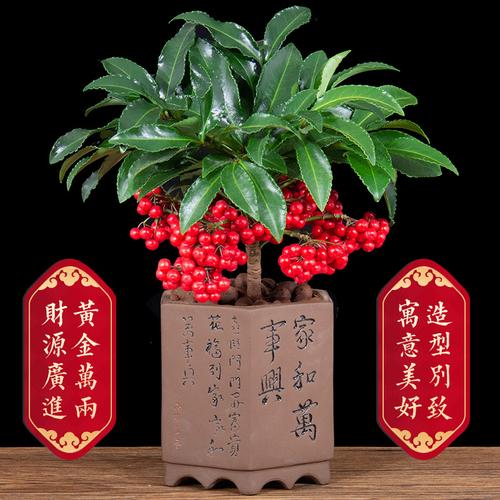 富贵籽盆栽黄金万两盆景金玉满堂带果年宵花卉室内客厅好养绿植物