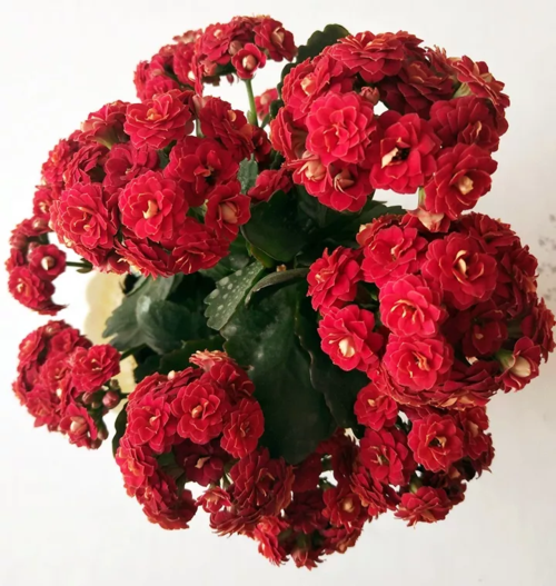 喜上加喜!长寿花的10个红色品种,家里养一盆,赛过红灯笼