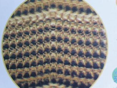 世界上牙齿最多的动物咋会是蜗牛它的口腔放大图让你起鸡皮疙瘩