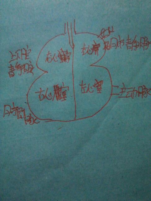 谁能画一张心脏的结构图给我啊!跪求!