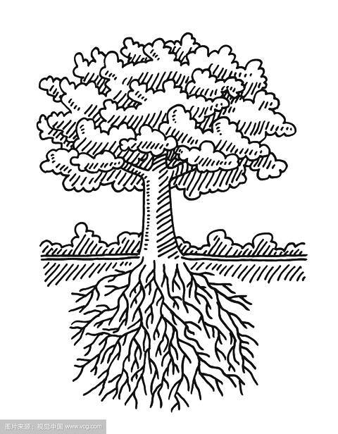 树的简笔画带树根