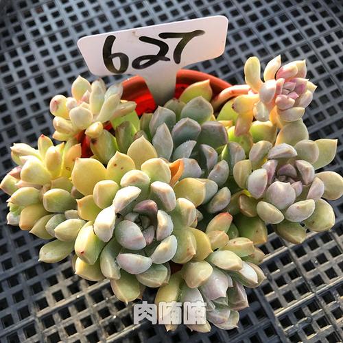 肉喃喃 鹅卵石 群生大老桩一物一拍多肉植物 鹅卵石满包邮多肉_7折