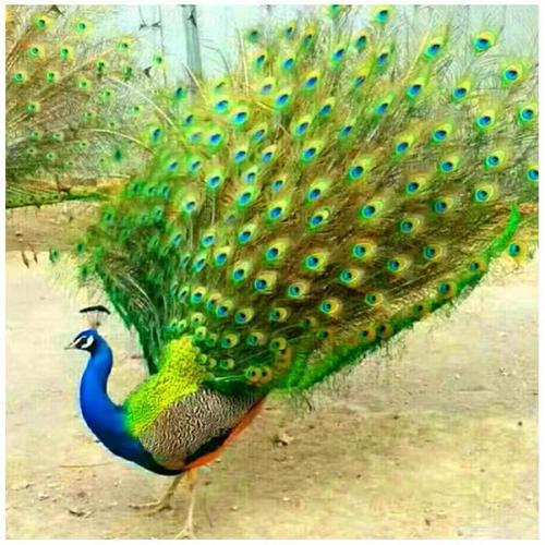 10个月花孔雀1只(公母联系客服)