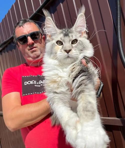 爷孙像 俄罗斯缅因猫_缅因猫_缅因库恩猫_宠物_猫_晒猫