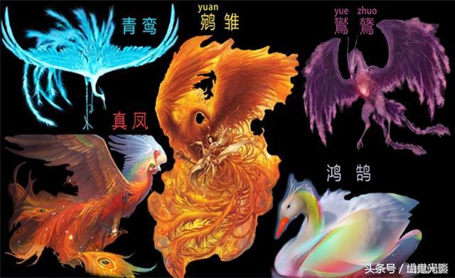 传说凤凰生五胎,为"真凤,鹓鶵,青鸾,鸑鷟,鸿鹄".