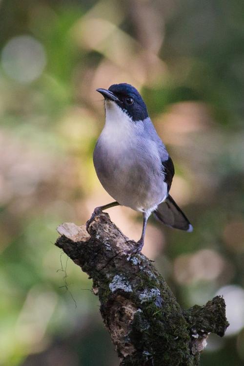 百花岭拍鸟——黑头奇鹛
