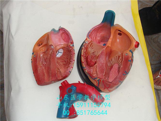 进口人体解剖标本意大利心脏模型