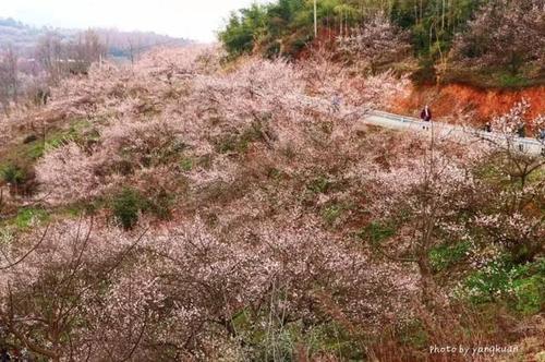 大邑县雾山乡,是大邑县众所周知的"赏花胜地",这里有大规模的梅花奇景