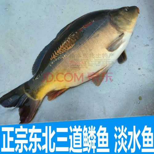 正宗东北三道鳞鱼黑龙江淡水鱼三道鳞无鳞鱼鲜活速冻特产二斤半左右已