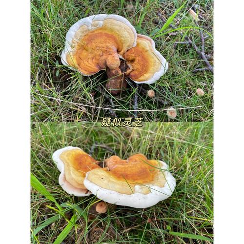 野生菌子探险我这是发现灵芝了吗