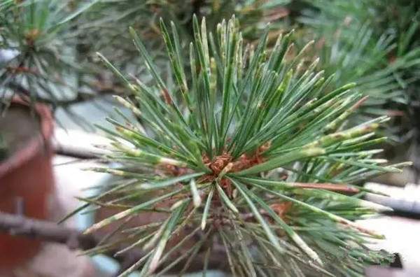 黑松常出现的病虫害防治