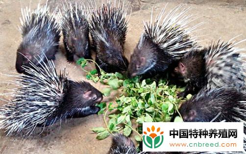 豪猪别称箭猪,刺猪等,是一种我们熟悉的野生动物,它是一种经济价值