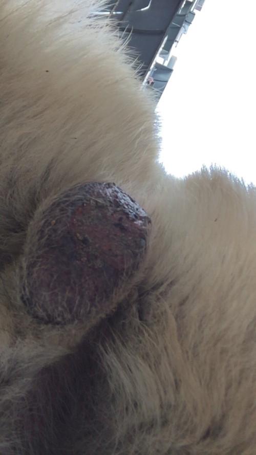 狗狗睾丸上有黑色斑点