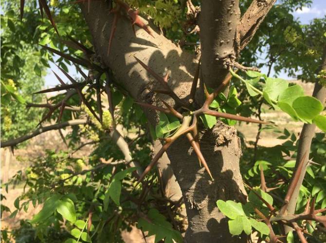 井陉方言好像叫做"皂角树" 这个皂荚属里包含有 皂荚树,山皂荚(日本