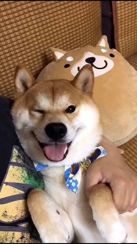 【图】丰南笑脸柴犬与你有缘 - 丰南宠物狗 - 唐山58同城