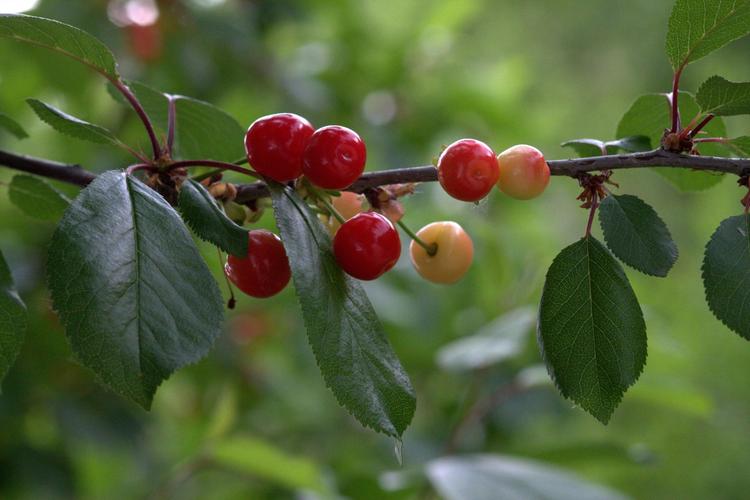 图片大全] 红色樱花果图片