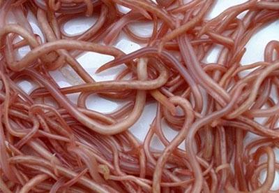 这4个症状说明宝宝肚子里有蛔虫需及时治疗