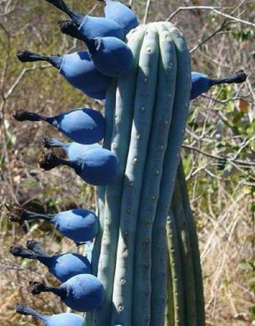 难道又出新植物?还是变异了