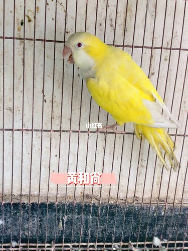 黄和尚,_鹦鹉_手养鹦鹉_宠物_宠物其他