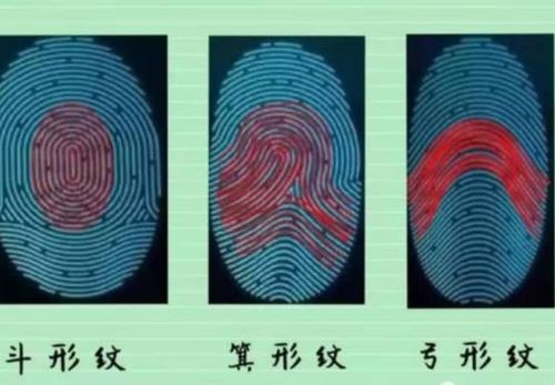 指纹可以分为三种 :弓形,箕形,斗形.