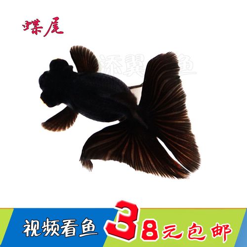 地金 金鱼 活体