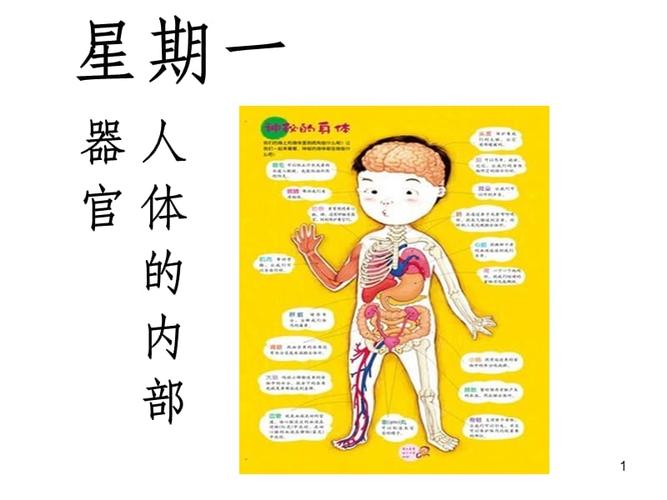 幼儿园主题课:人体的内部器官.ppt