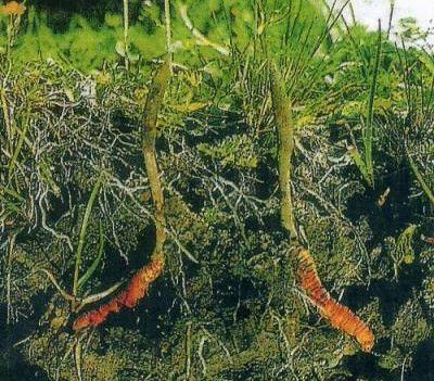 冬虫夏草作用与功效及食用方法