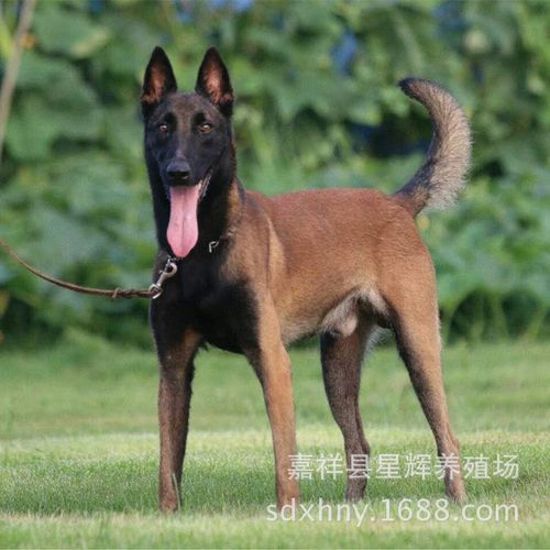 红马犬多少钱一只 马犬价格 马犬幼崽多少钱一只