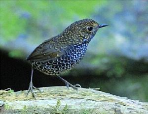 鳞胸鹪鹩